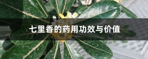 七里香的药用功效与价值