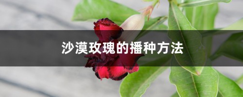 沙漠玫瑰的播种方法