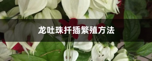 龙吐珠扦插繁殖方法