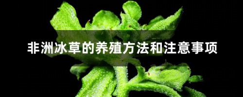 非洲冰草的养殖方法和注意事项