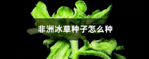 非洲冰草种子怎么种